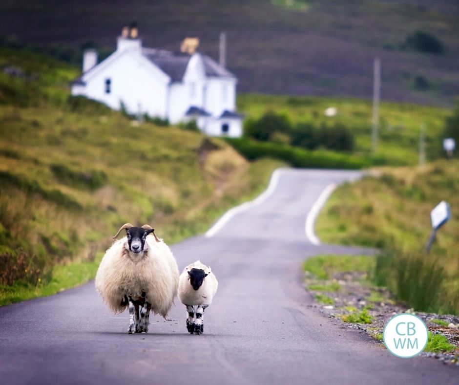 Sheep walking down road