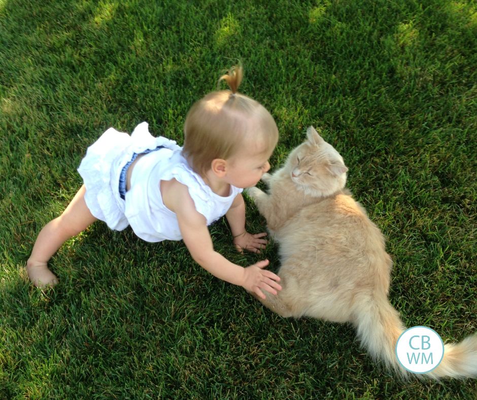 13 month old Brinley petting a cat