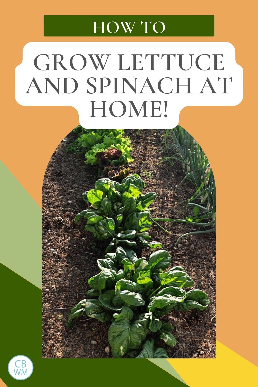 how to grow lettuce and spinach at home pinnable image