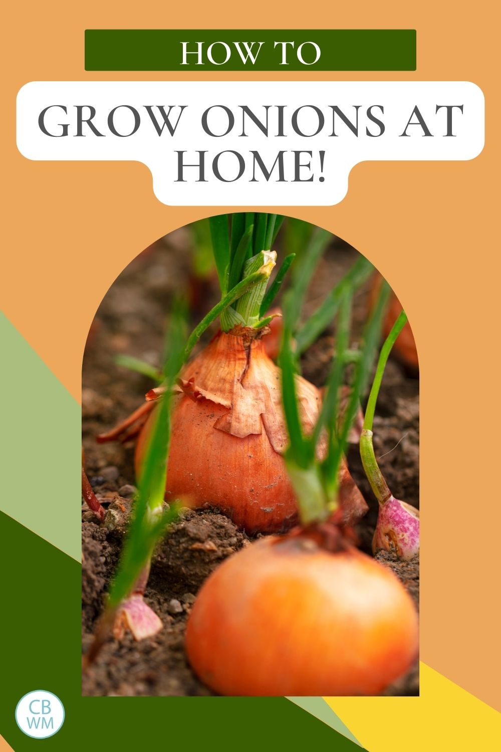 How to grow onions pinnable image