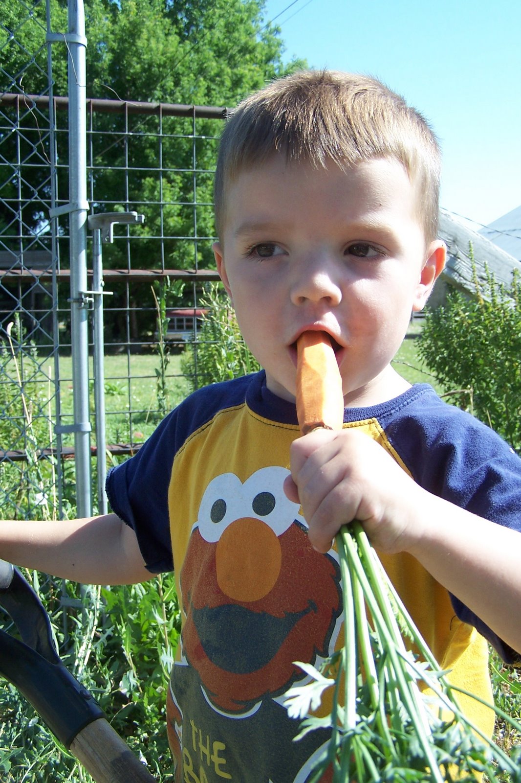 Brayden eating carrots fresh from our garden