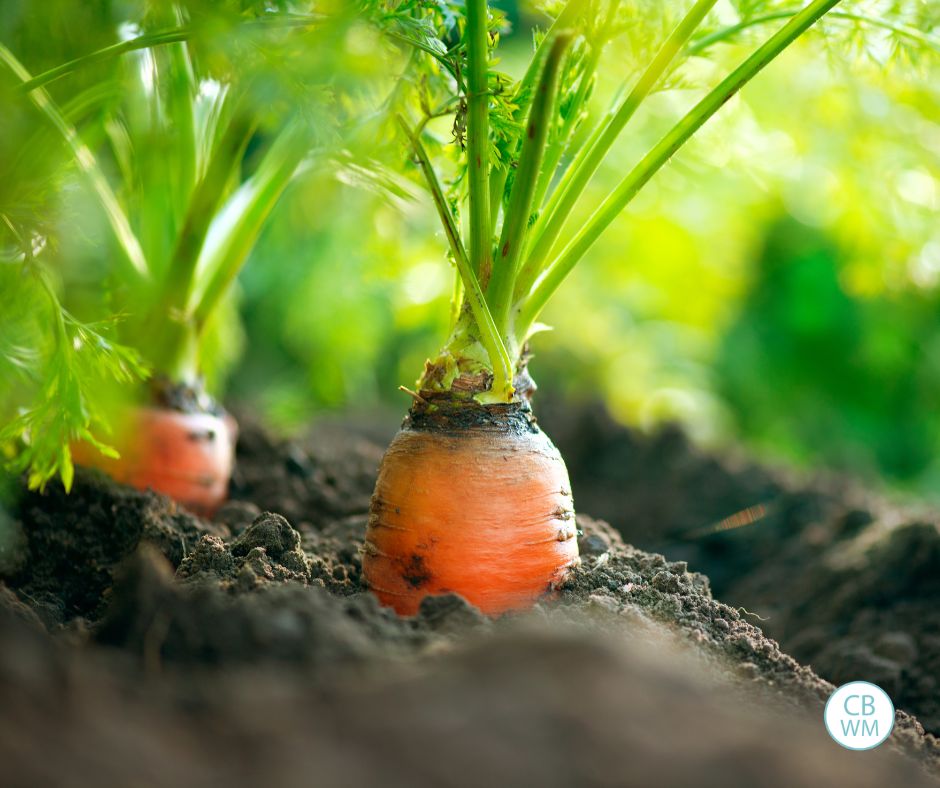 Carrots growing in the garden
