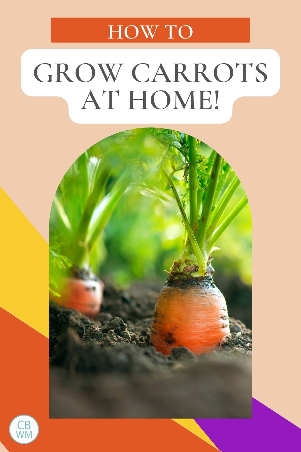 How to grow carrots at home pinnable image