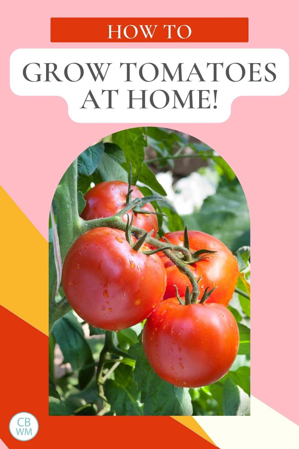 Growing tomatoes pinnable image