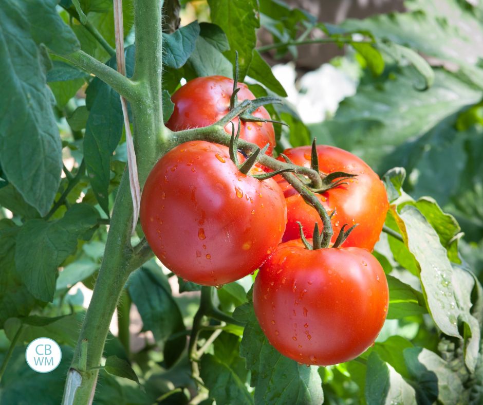 Tomatoes growing in a garden