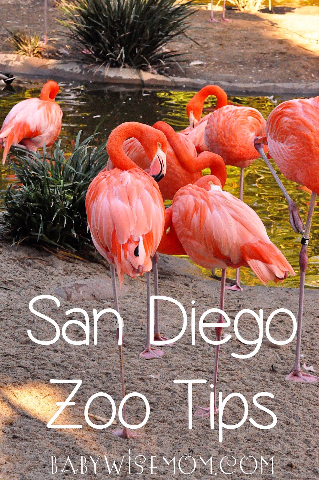 San Diego Zoo Tips