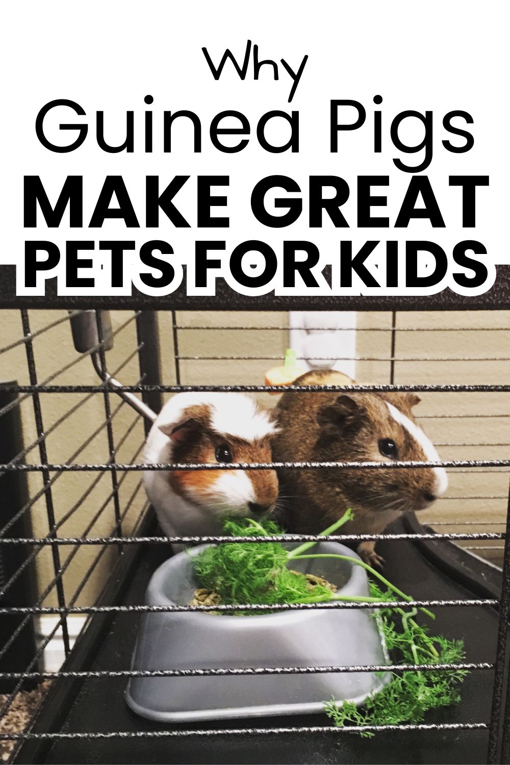 Why Guinea Pigs Make Great Pets For Kids pinnable image