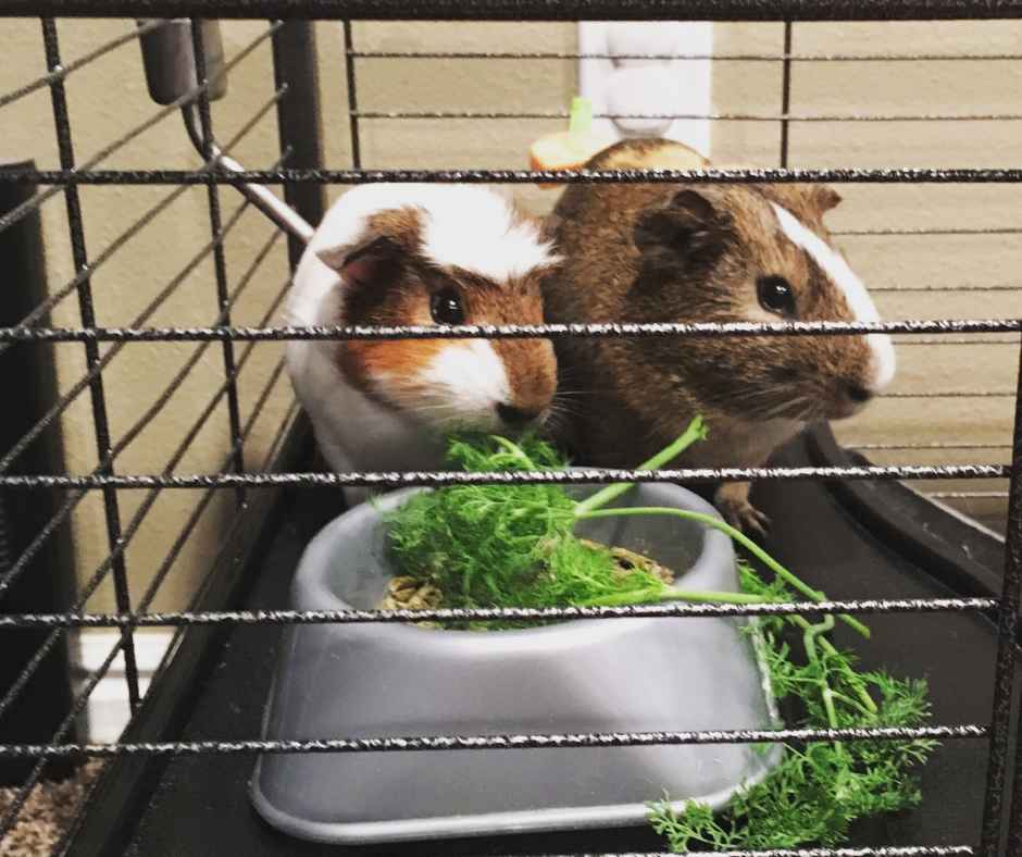 Guinea pigs in their cage