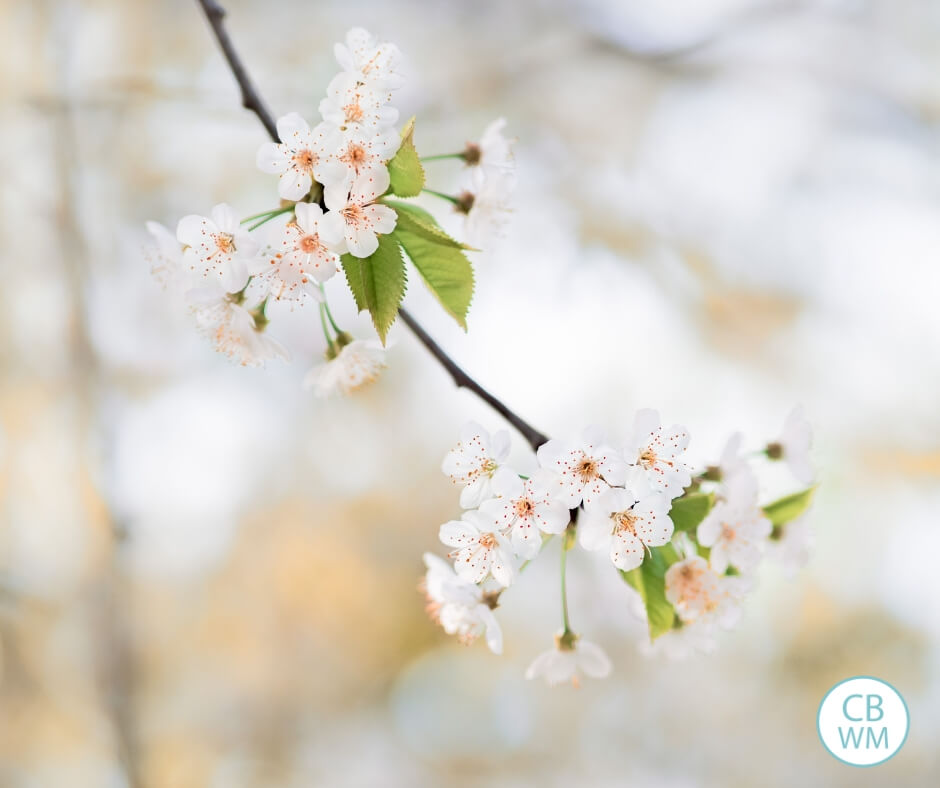 Flowers on trees in spring