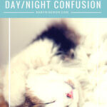 Day/Night Confusion with a picture of a cat
