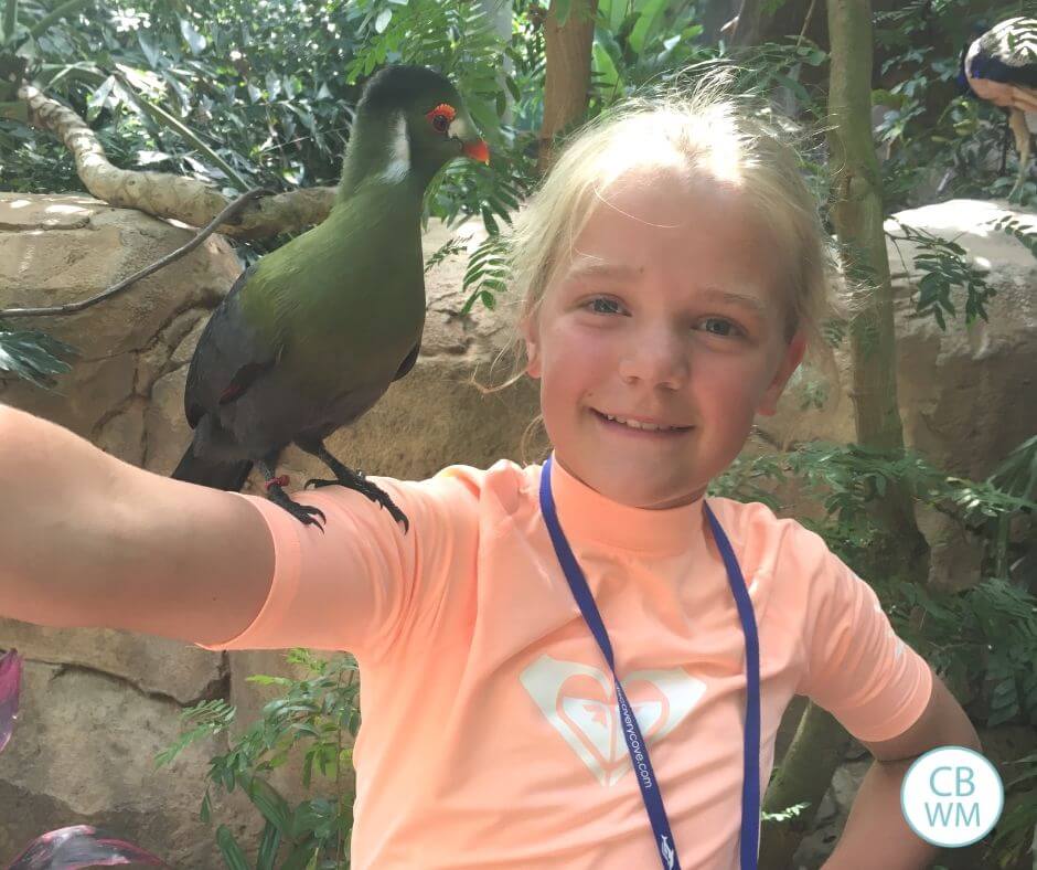 Aviary at Discovery Cove