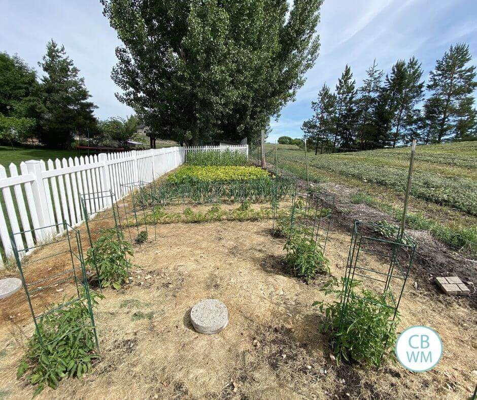 Vegetable garden