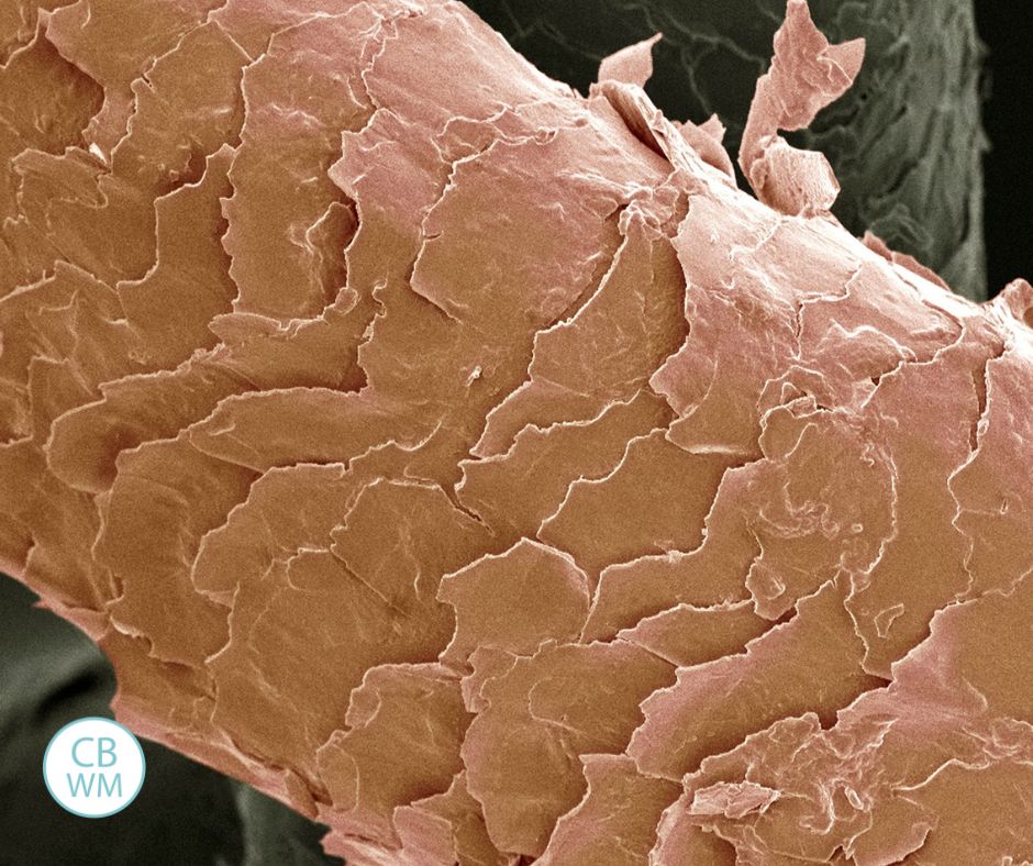 Hair cuticle image