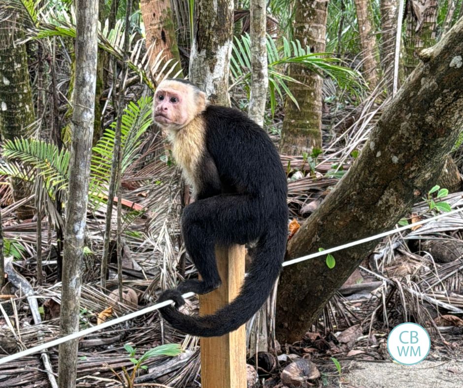 Monkey in Manuel Antonio National Park